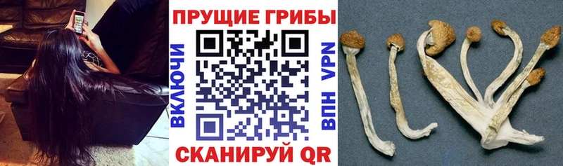 наркошоп  Чехов  Псилоцибиновые грибы Psilocybe 